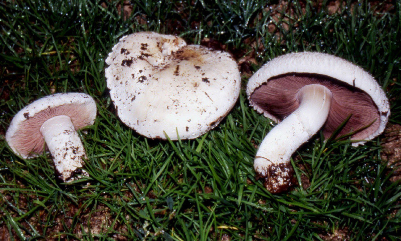 Agaricus sp ...